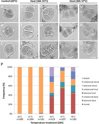 Asynapsis and meiotic restitution in tomato male meiosis induced by heat stress